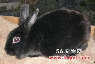 天鹅绒兔子,探寻心灵深处的温柔与坚韧